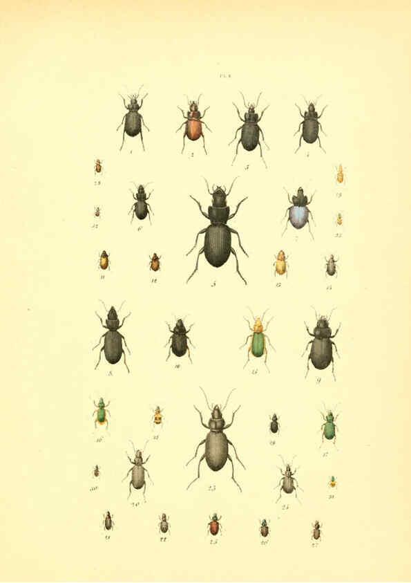 Reproducción/Reproduction 6008154773: Musée entomologique illustré t.1 Paris :Rothschild,1876-1878