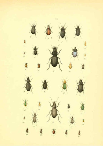 Reproducción/Reproduction 6008154773: Musée entomologique illustré t.1 Paris :Rothschild,1876-1878