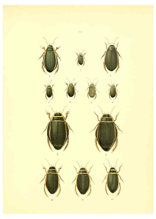 Reproducción/Reproduction 6008702222: Musée entomologique illustré t.1 Paris :Rothschild,1876-1878
