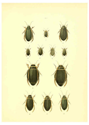 Reproducción/Reproduction 6008702222: Musée entomologique illustré t.1 Paris :Rothschild,1876-1878