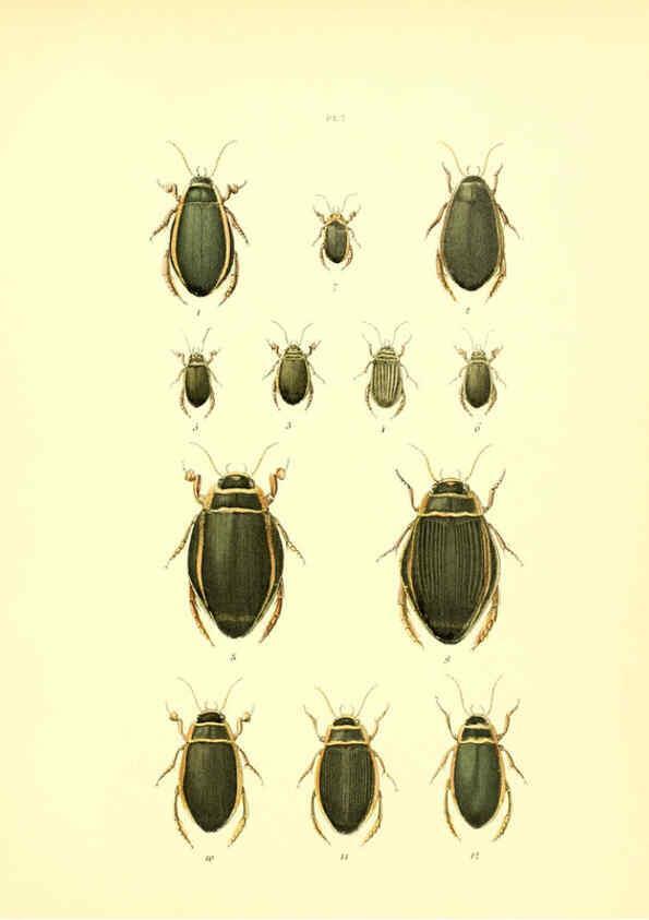 Reproducción/Reproduction 6008702222: Musée entomologique illustré t.1 Paris :Rothschild,1876-1878