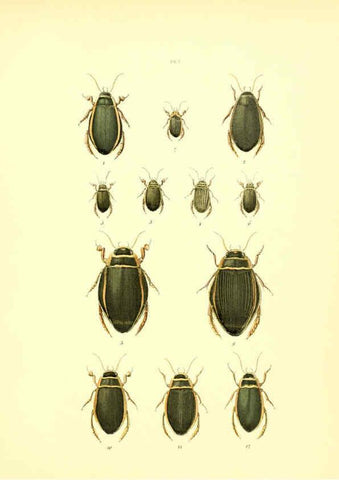 Reproducción/Reproduction 6008702222: Musée entomologique illustré t.1 Paris :Rothschild,1876-1878