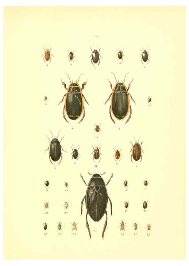 Reproducción/Reproduction 6008702408: Musée entomologique illustré t.1 Paris :Rothschild,1876-1878