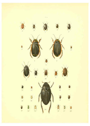 Reproducción/Reproduction 6008702408: Musée entomologique illustré t.1 Paris :Rothschild,1876-1878