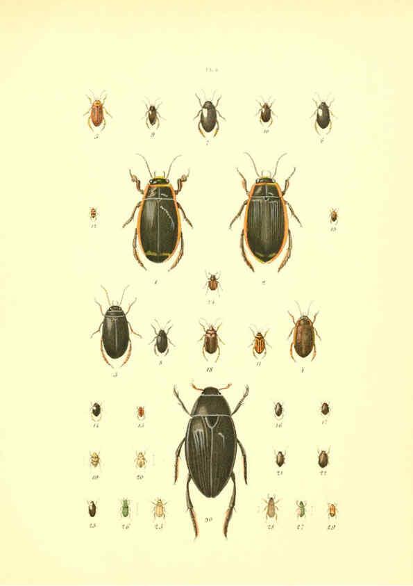 Reproducción/Reproduction 6008702408: Musée entomologique illustré t.1 Paris :Rothschild,1876-1878