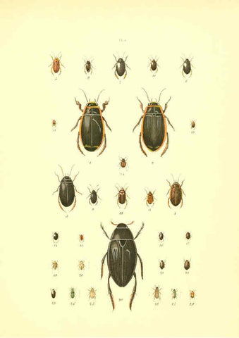 Reproducción/Reproduction 6008702408: Musée entomologique illustré t.1 Paris :Rothschild,1876-1878