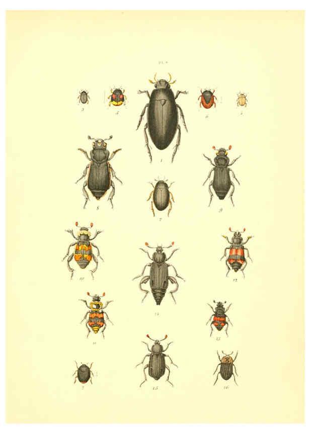 Reproducción/Reproduction 6008702604: Musée entomologique illustré t.1 Paris :Rothschild,1876-1878