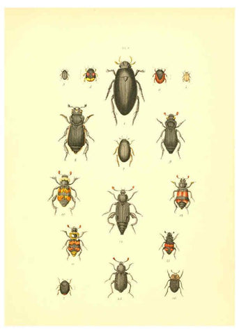 Reproducción/Reproduction 6008702604: Musée entomologique illustré t.1 Paris :Rothschild,1876-1878