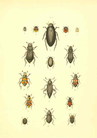 Reproducción/Reproduction 6008702604: Musée entomologique illustré t.1 Paris :Rothschild,1876-1878