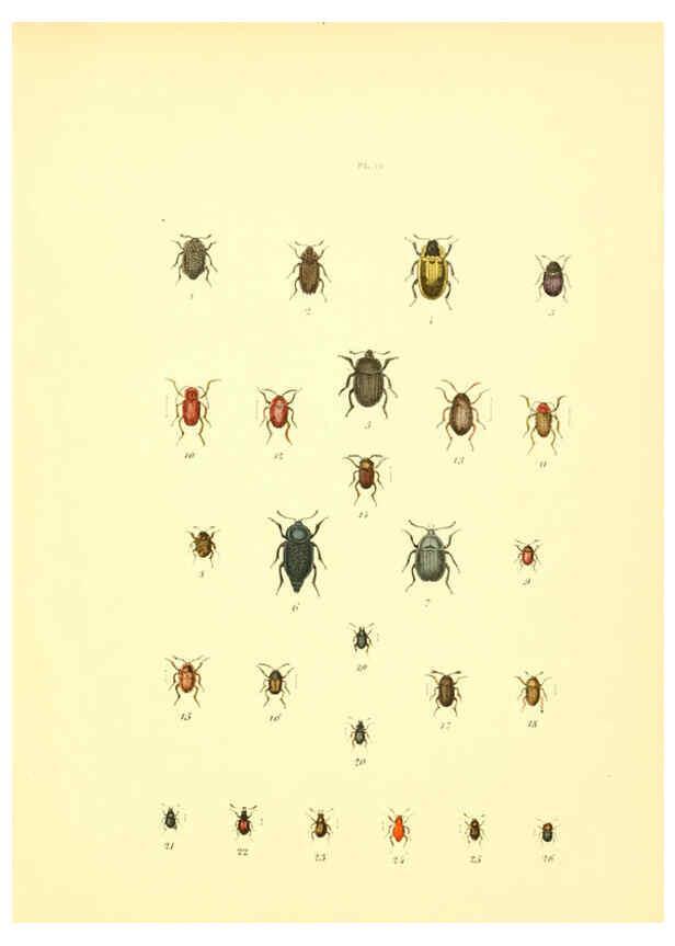 Reproducción/Reproduction 6008155661: Musée entomologique illustré t.1 Paris :Rothschild,1876-1878