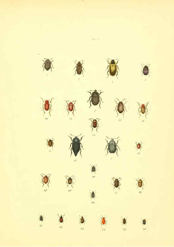 Reproducción/Reproduction 6008155661: Musée entomologique illustré t.1 Paris :Rothschild,1876-1878