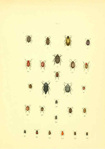 Reproducción/Reproduction 6008155661: Musée entomologique illustré t.1 Paris :Rothschild,1876-1878