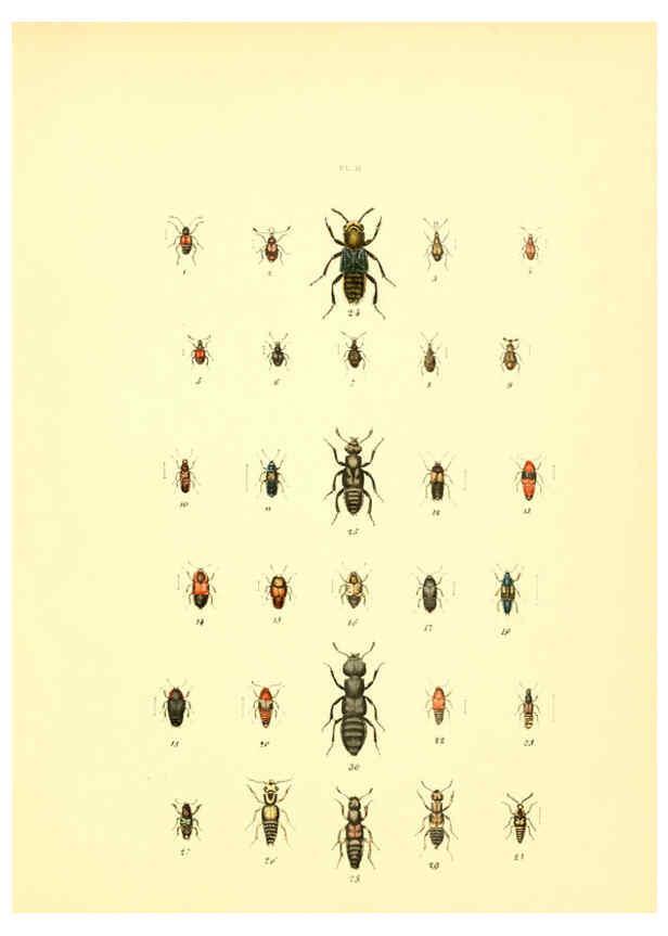 Reproducción/Reproduction 6008702962: Musée entomologique illustré t.1 Paris :Rothschild,1876-1878