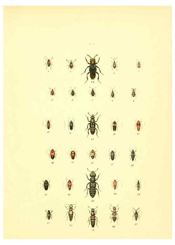 Reproducción/Reproduction 6008702962: Musée entomologique illustré t.1 Paris :Rothschild,1876-1878
