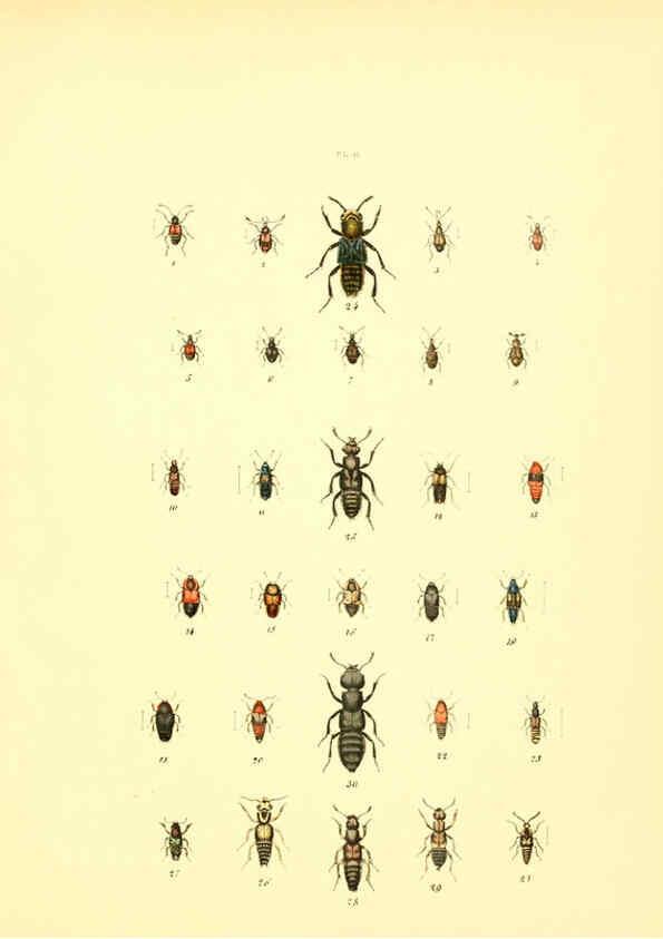 Reproducción/Reproduction 6008702962: Musée entomologique illustré t.1 Paris :Rothschild,1876-1878