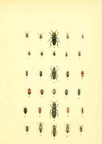 Reproducción/Reproduction 6008702962: Musée entomologique illustré t.1 Paris :Rothschild,1876-1878