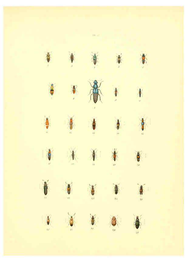 Reproducción/Reproduction 6008703142: Musée entomologique illustré t.1 Paris :Rothschild,1876-1878