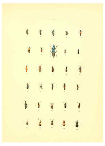 Reproducción/Reproduction 6008703142: Musée entomologique illustré t.1 Paris :Rothschild,1876-1878