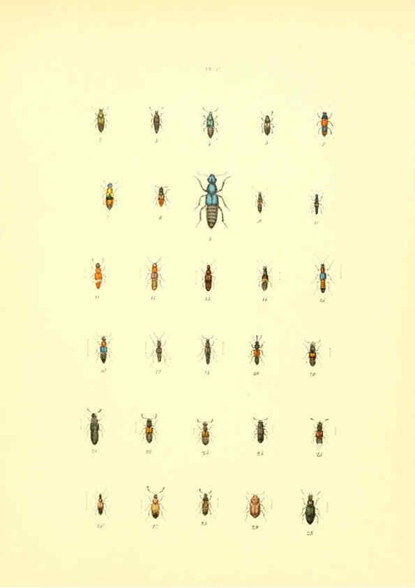 Reproducción/Reproduction 6008703142: Musée entomologique illustré t.1 Paris :Rothschild,1876-1878