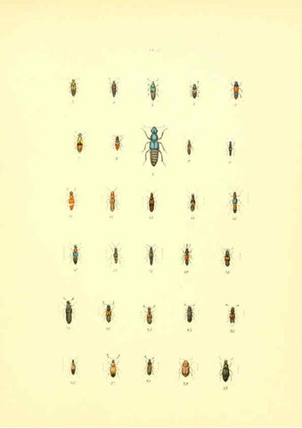 Reproducción/Reproduction 6008703142: Musée entomologique illustré t.1 Paris :Rothschild,1876-1878