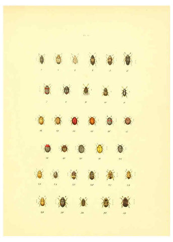 Reproducción/Reproduction 6008156223: Musée entomologique illustré t.1 Paris :Rothschild,1876-1878