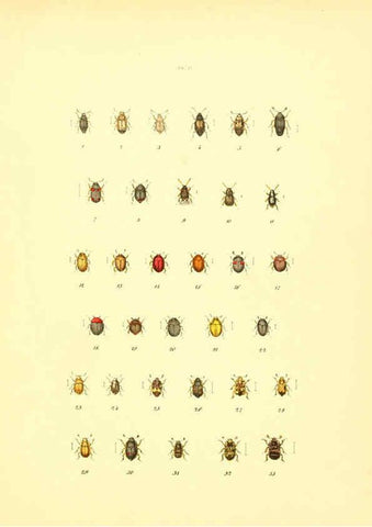 Reproducción/Reproduction 6008156223: Musée entomologique illustré t.1 Paris :Rothschild,1876-1878