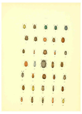 Reproducción/Reproduction 6008703550: Musée entomologique illustré t.1 Paris :Rothschild,1876-1878