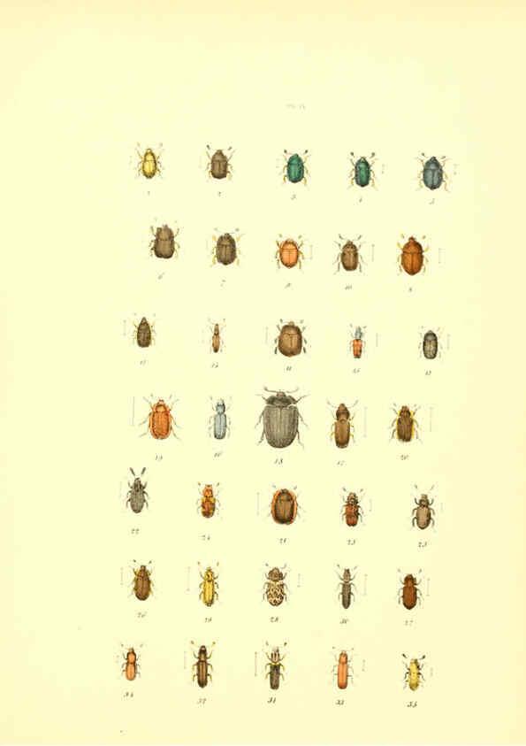 Reproducción/Reproduction 6008703550: Musée entomologique illustré t.1 Paris :Rothschild,1876-1878