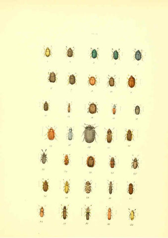Reproducción/Reproduction 6008703550: Musée entomologique illustré t.1 Paris :Rothschild,1876-1878