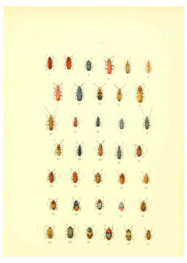 Reproducción/Reproduction 6008156609: Musée entomologique illustré t.1 Paris :Rothschild,1876-1878