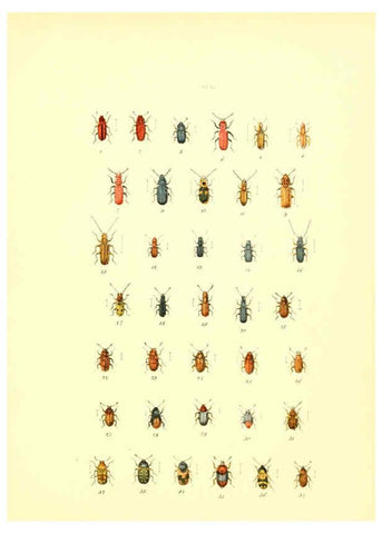 Reproducción/Reproduction 6008156609: Musée entomologique illustré t.1 Paris :Rothschild,1876-1878