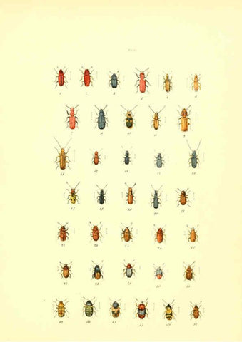 Reproducción/Reproduction 6008156609: Musée entomologique illustré t.1 Paris :Rothschild,1876-1878