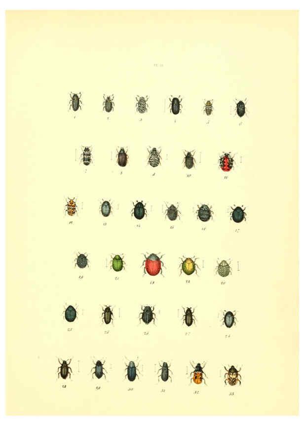 Reproducción/Reproduction 6008156785: Musée entomologique illustré t.1 Paris :Rothschild,1876-1878
