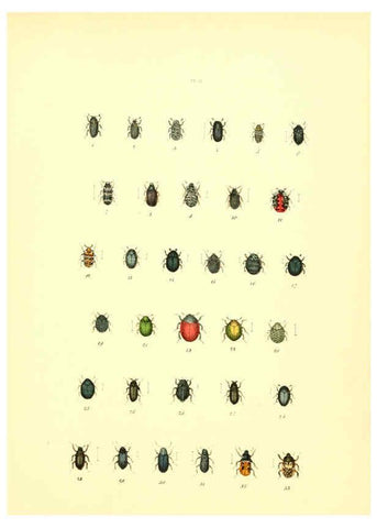 Reproducción/Reproduction 6008156785: Musée entomologique illustré t.1 Paris :Rothschild,1876-1878