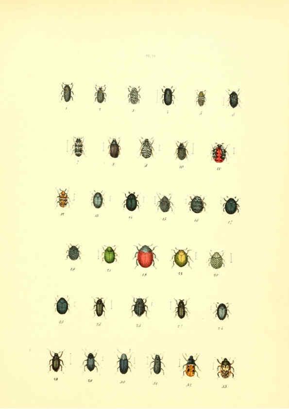 Reproducción/Reproduction 6008156785: Musée entomologique illustré t.1 Paris :Rothschild,1876-1878