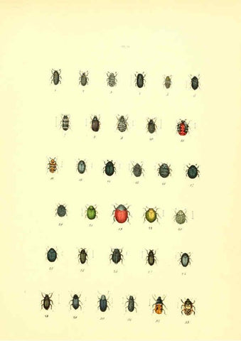 Reproducción/Reproduction 6008156785: Musée entomologique illustré t.1 Paris :Rothschild,1876-1878