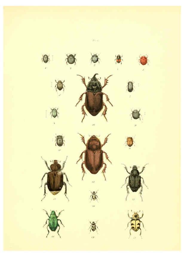 Reproducción/Reproduction 6008157027: Musée entomologique illustré t.1 Paris :Rothschild,1876-1878