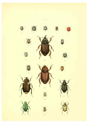 Reproducción/Reproduction 6008157027: Musée entomologique illustré t.1 Paris :Rothschild,1876-1878