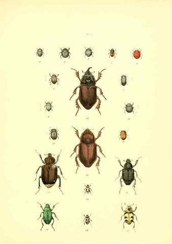 Reproducción/Reproduction 6008157027: Musée entomologique illustré t.1 Paris :Rothschild,1876-1878