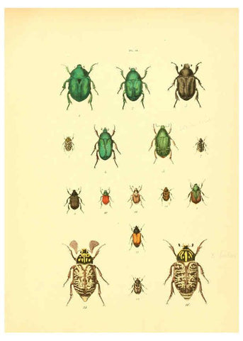 Reproducción/Reproduction 6008704360: Musée entomologique illustré t.1 Paris :Rothschild,1876-1878