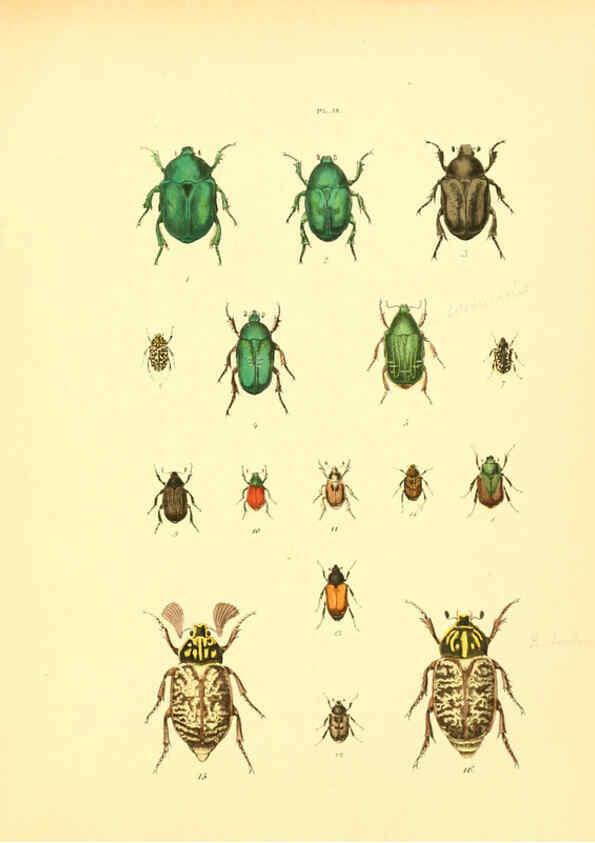 Reproducción/Reproduction 6008704360: Musée entomologique illustré t.1 Paris :Rothschild,1876-1878