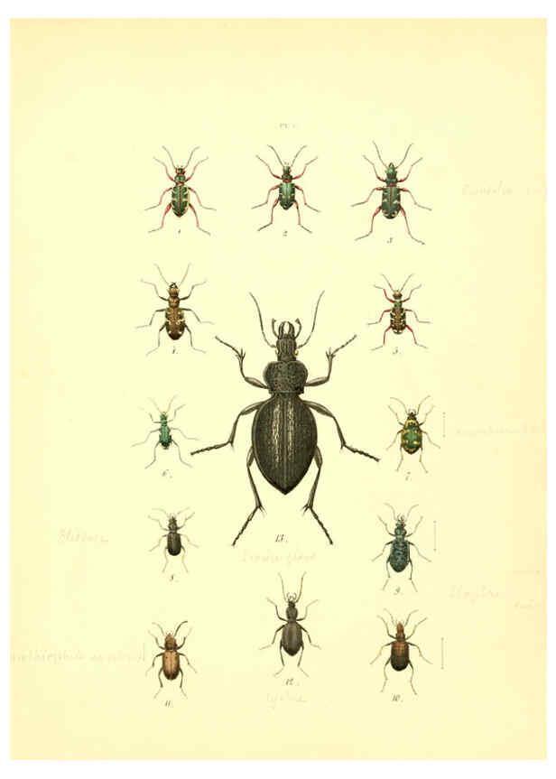 Reproducción/Reproduction 6008153673: Musée entomologique illustré t.1 Paris :Rothschild,1876-1878