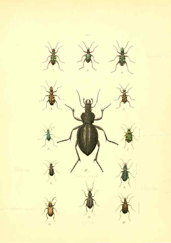 Reproducción/Reproduction 6008153673: Musée entomologique illustré t.1 Paris :Rothschild,1876-1878