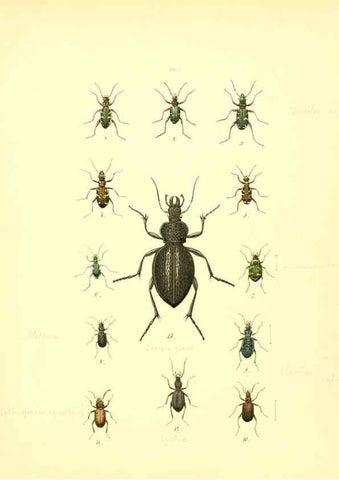 Reproducción/Reproduction 6008153673: Musée entomologique illustré t.1 Paris :Rothschild,1876-1878