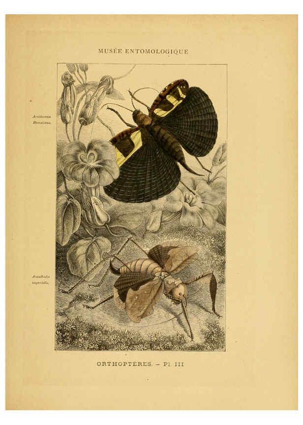 Reproducción/Reproduction 6008127353: Les insectes Paris,J. Rothschild,1878