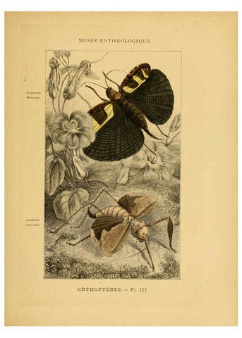 Reproducción/Reproduction 6008127353: Les insectes Paris,J. Rothschild,1878