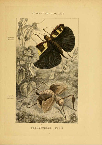 Reproducción/Reproduction 6008127353: Les insectes Paris,J. Rothschild,1878