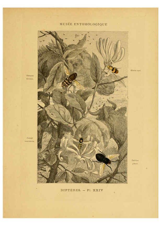 Reproducción/Reproduction 6008682260: Les insectes Paris,J. Rothschild,1878