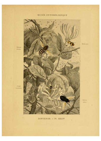 Reproducción/Reproduction 6008682260: Les insectes Paris,J. Rothschild,1878