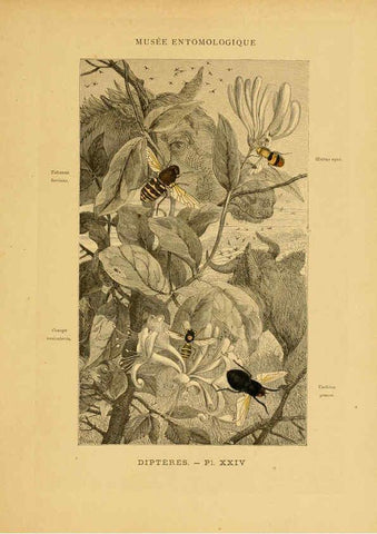 Reproducción/Reproduction 6008682260: Les insectes Paris,J. Rothschild,1878